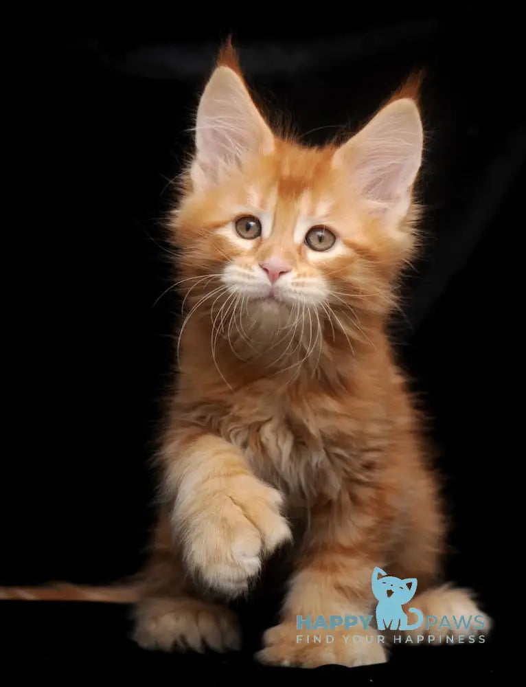 Rokfor Maine Coon polydactyl male red tabby live animals