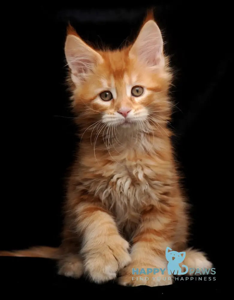 Rokfor Maine Coon polydactyl male red tabby live animals