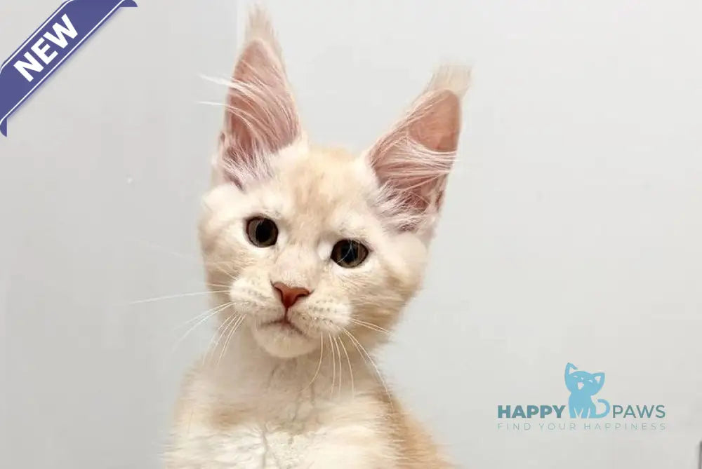 Roki Maine Coon male red silver live animals