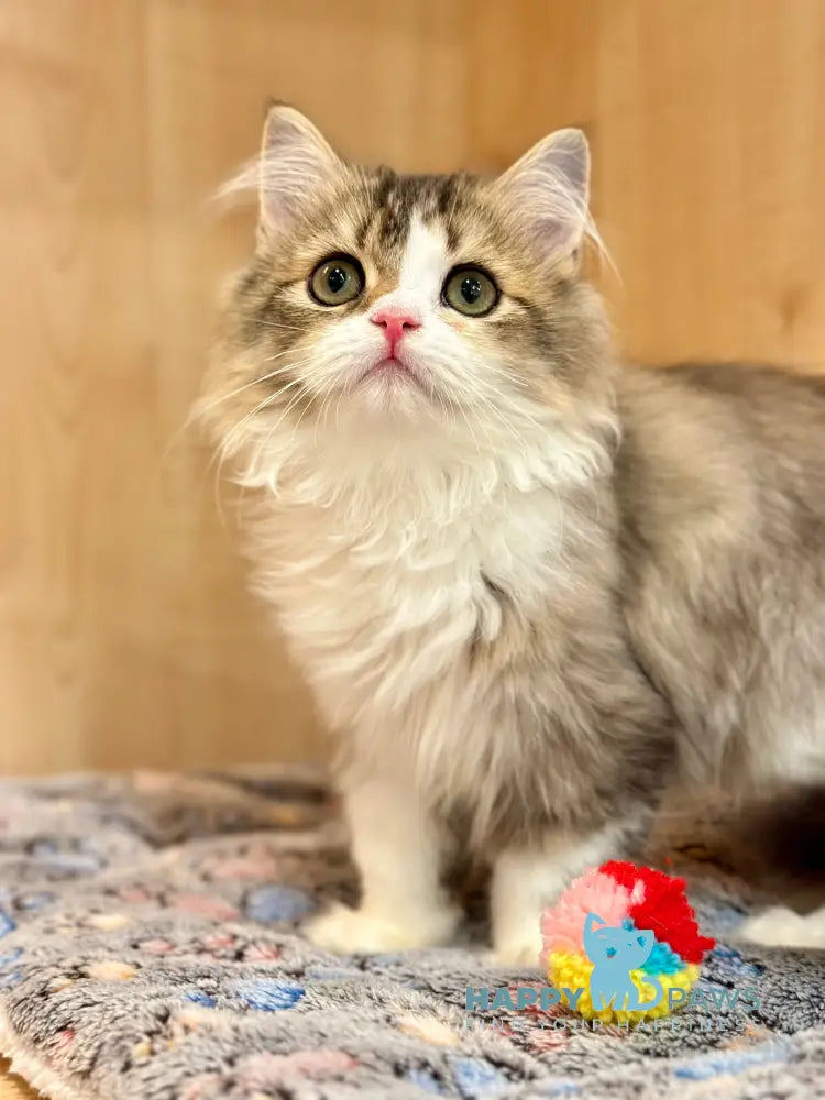 Roki Scottish Straight male black ticked tabby bicolour - live animals