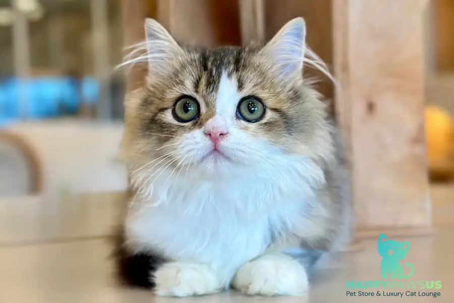 Roki Scottish Straight male black ticked tabby bicolour - live animals