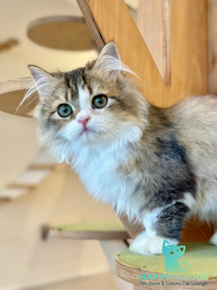 Roki Scottish Straight male black ticked tabby bicolour - live animals