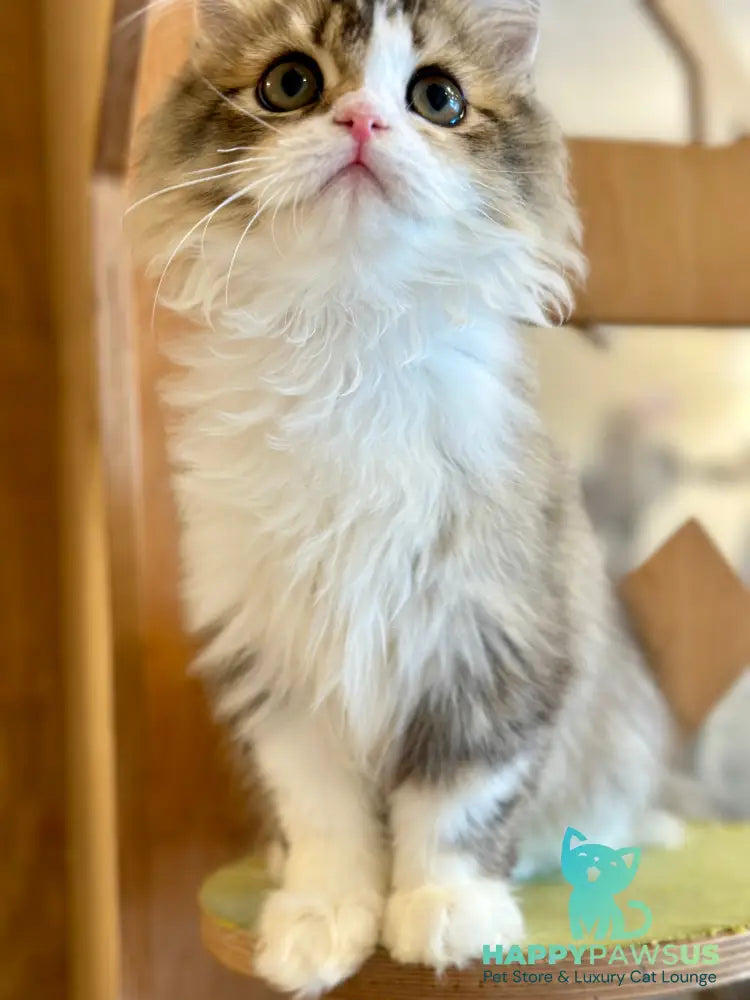 Roki Scottish Straight male black ticked tabby bicolour - live animals