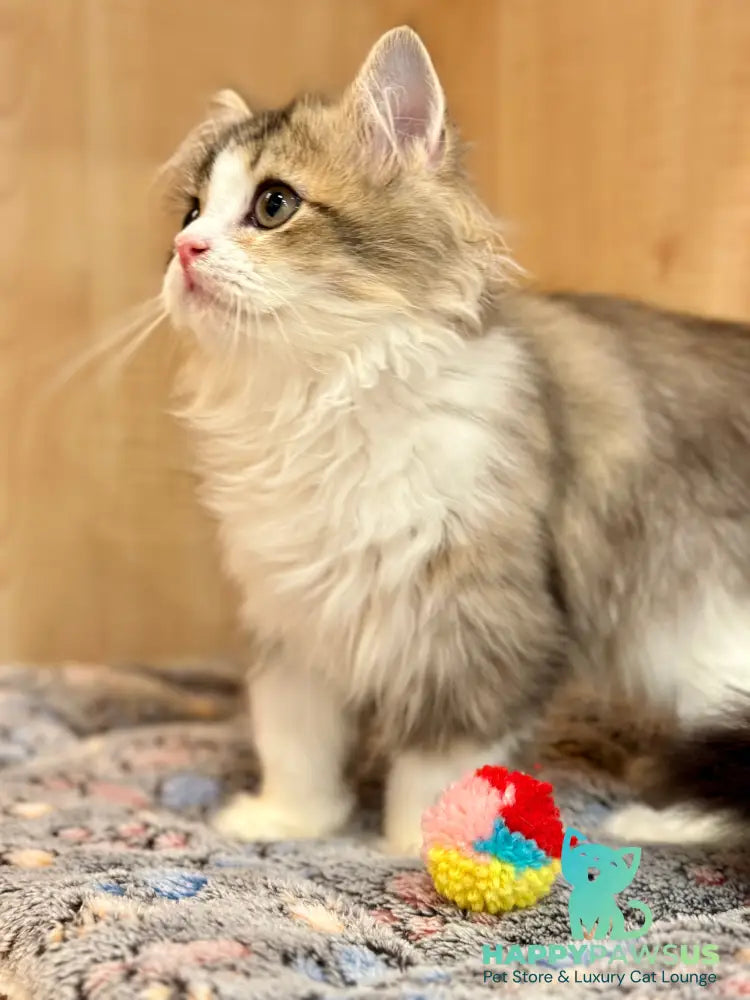 Roki Scottish Straight male black ticked tabby bicolour - live animals