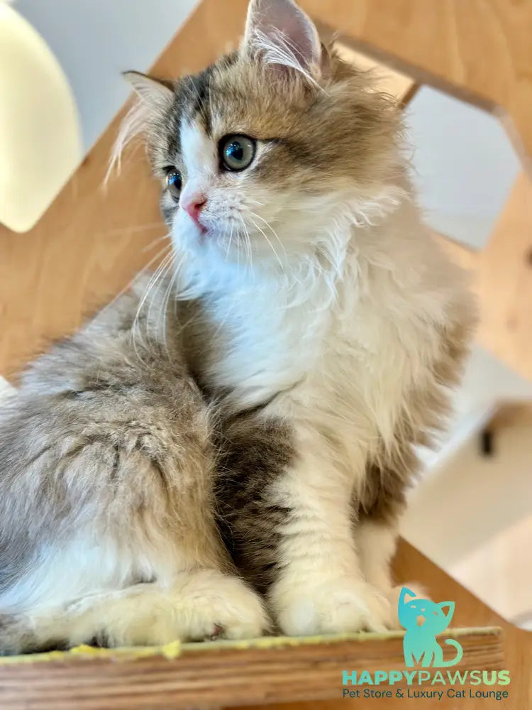 Roki Scottish Straight male black ticked tabby bicolour - live animals
