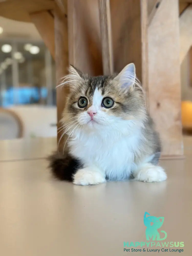 Roki Scottish Straight male black ticked tabby bicolour - live animals