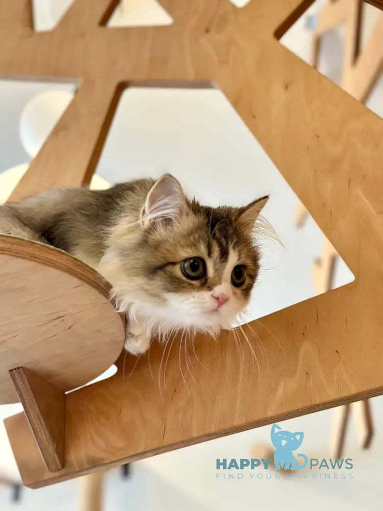 Roki Scottish Straight male black ticked tabby bicolour - live animals