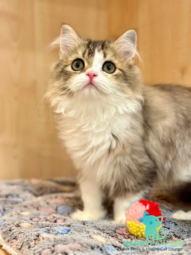 Roki Scottish Straight male black ticked tabby bicolour - live animals