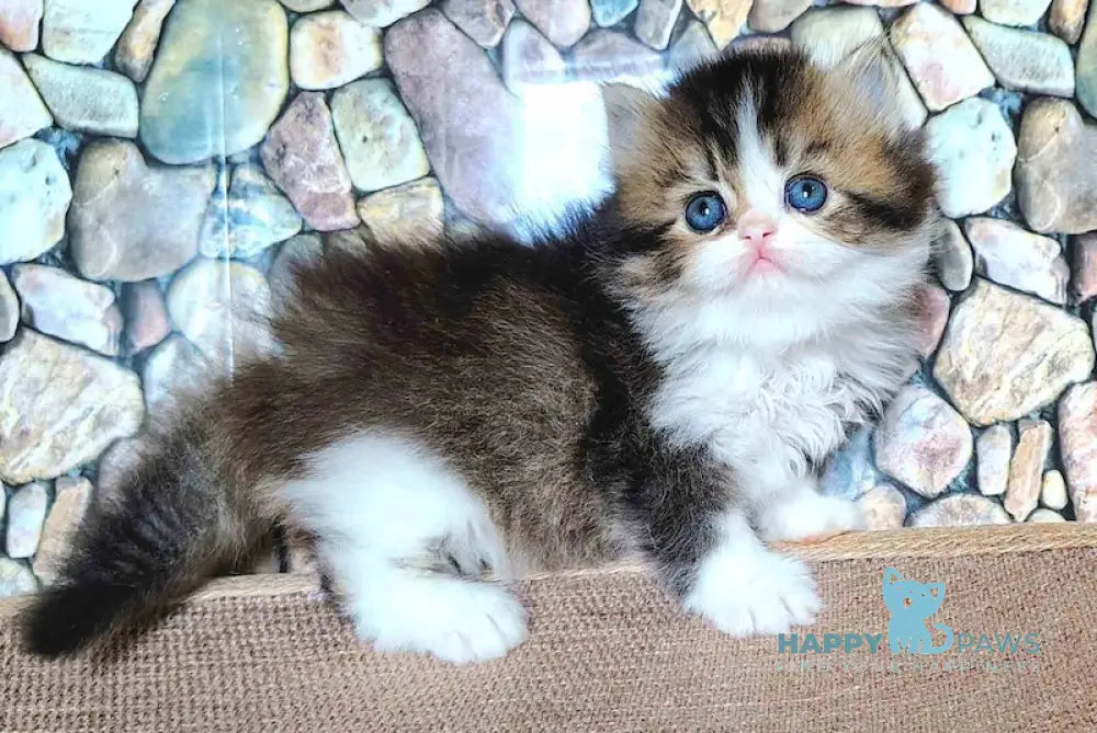 Roki Scottish Straight male black ticked tabby bicolour - live animals