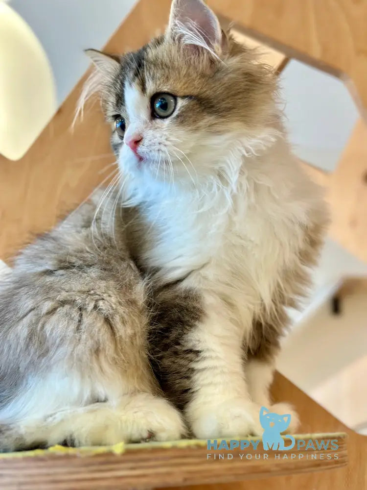 Roki Scottish Straight male black ticked tabby bicolour - live animals