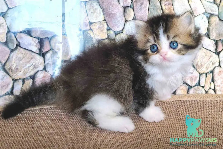 Roki Scottish Straight male black ticked tabby bicolour - live animals