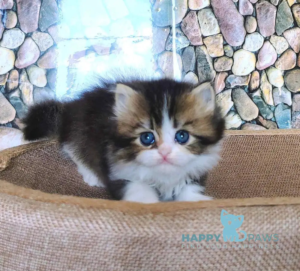 Roki Scottish Straight male black ticked tabby bicolour - live animals