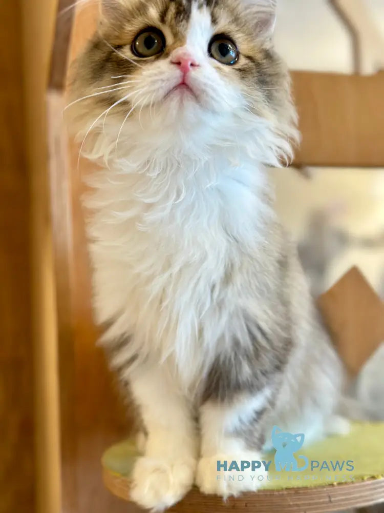 Roki Scottish Straight male black ticked tabby bicolour - live animals