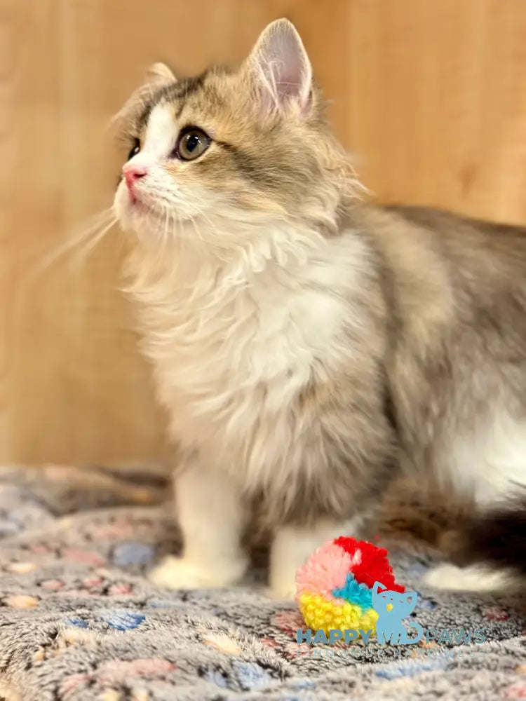 Roki Scottish Straight male black ticked tabby bicolour - live animals
