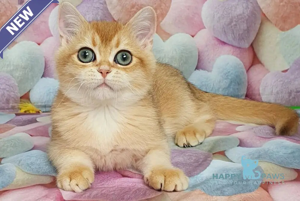 Rоkki British Shorthair male black golden shaded live animals