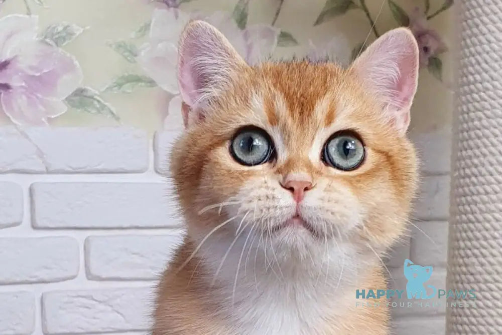 Rokki British Shorthair male black golden shaded live animals