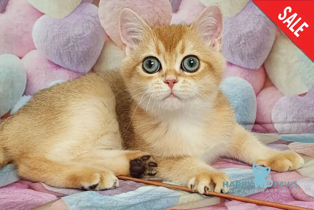 Rоkki British Shorthair male black golden shaded live animals