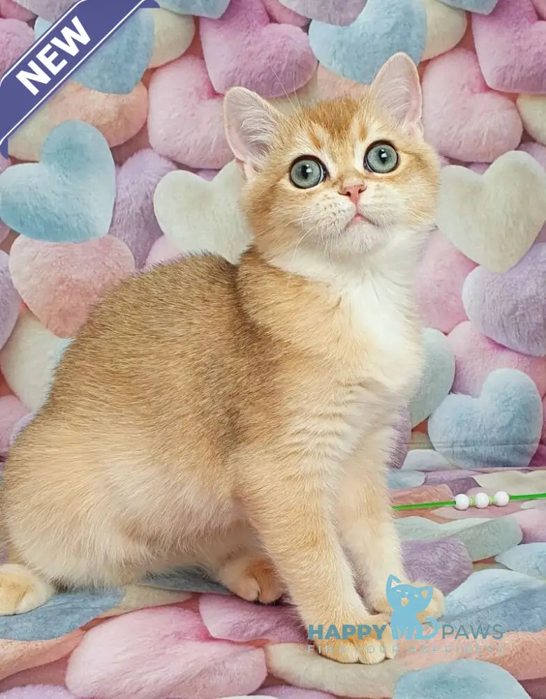 Rоkki British Shorthair male black golden shaded live animals
