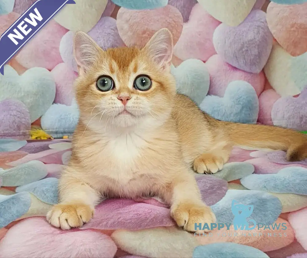 Rоkki British Shorthair male black golden shaded live animals