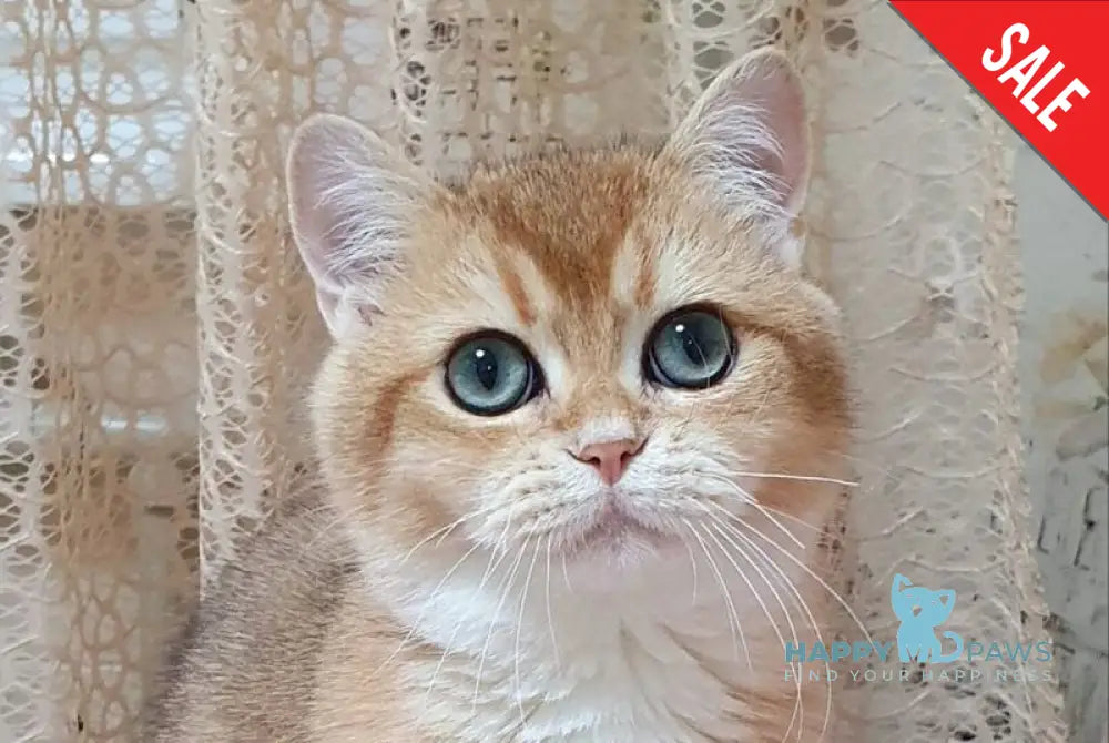 Rokki British Shorthair male black golden shaded live animals