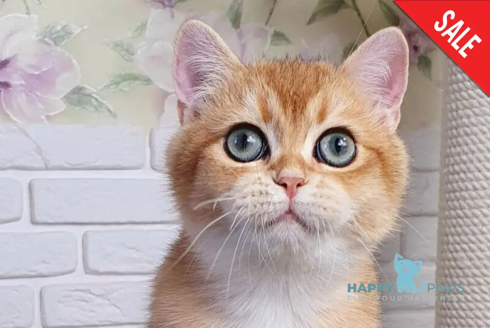 Rokki British Shorthair male black golden shaded live animals