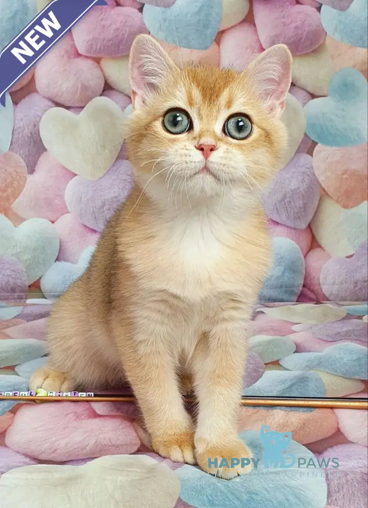Rоkki British Shorthair male black golden shaded live animals
