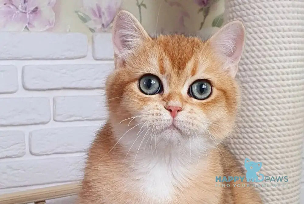 Rokki British Shorthair male black golden shaded live animals