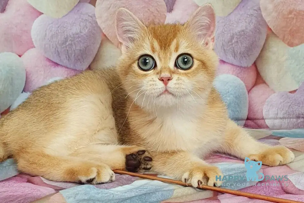 Rоkki British Shorthair male black golden shaded live animals