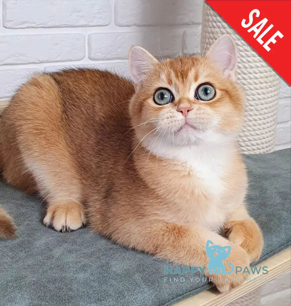 Rokki British Shorthair male black golden shaded live animals