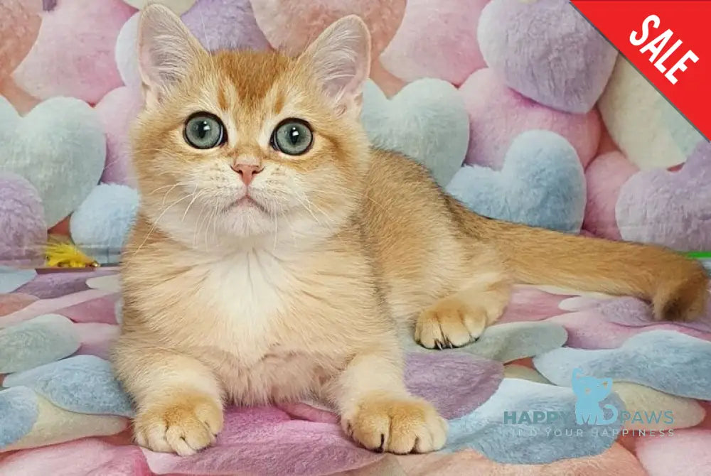 Rоkki British Shorthair male black golden shaded live animals