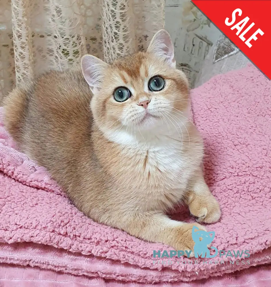 Rokki British Shorthair male black golden shaded live animals