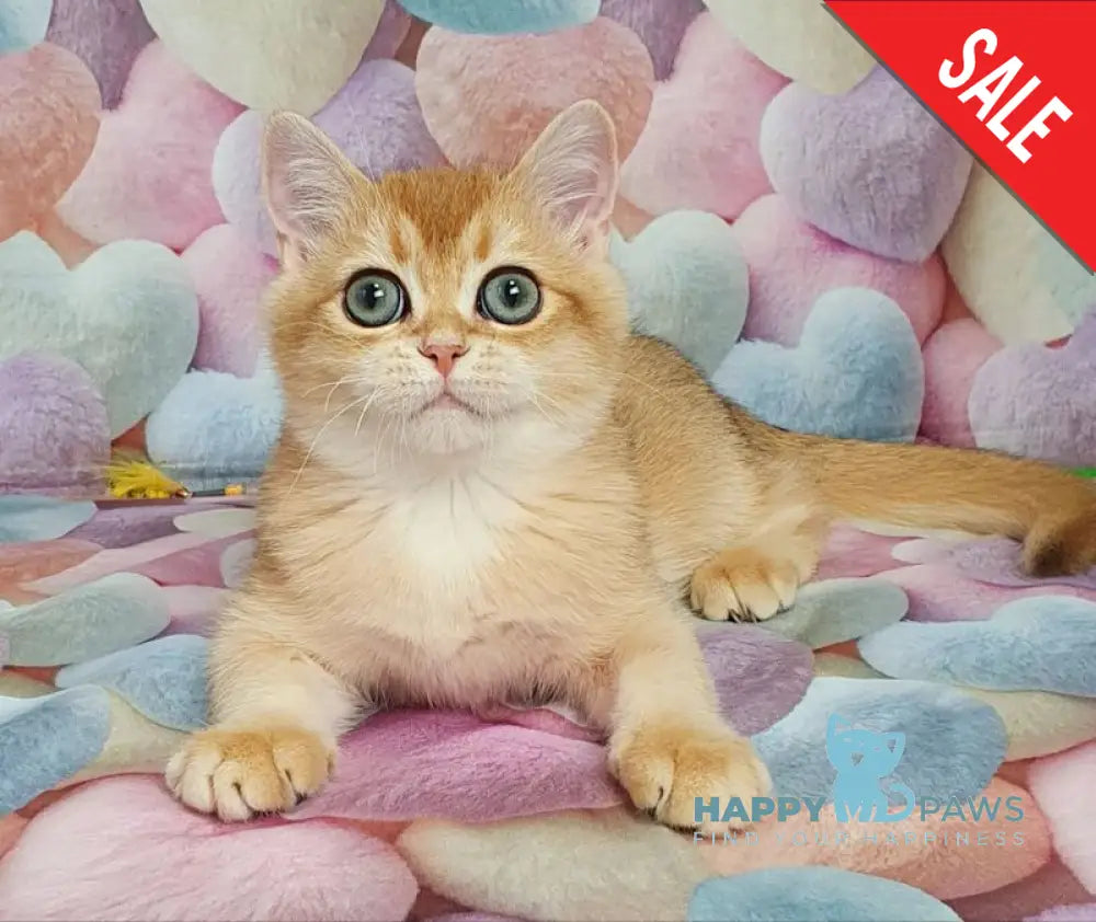 Rоkki British Shorthair male black golden shaded live animals