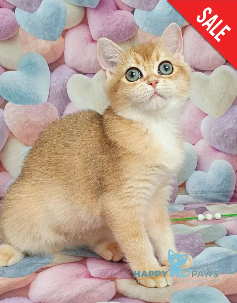 Rоkki British Shorthair male black golden shaded live animals