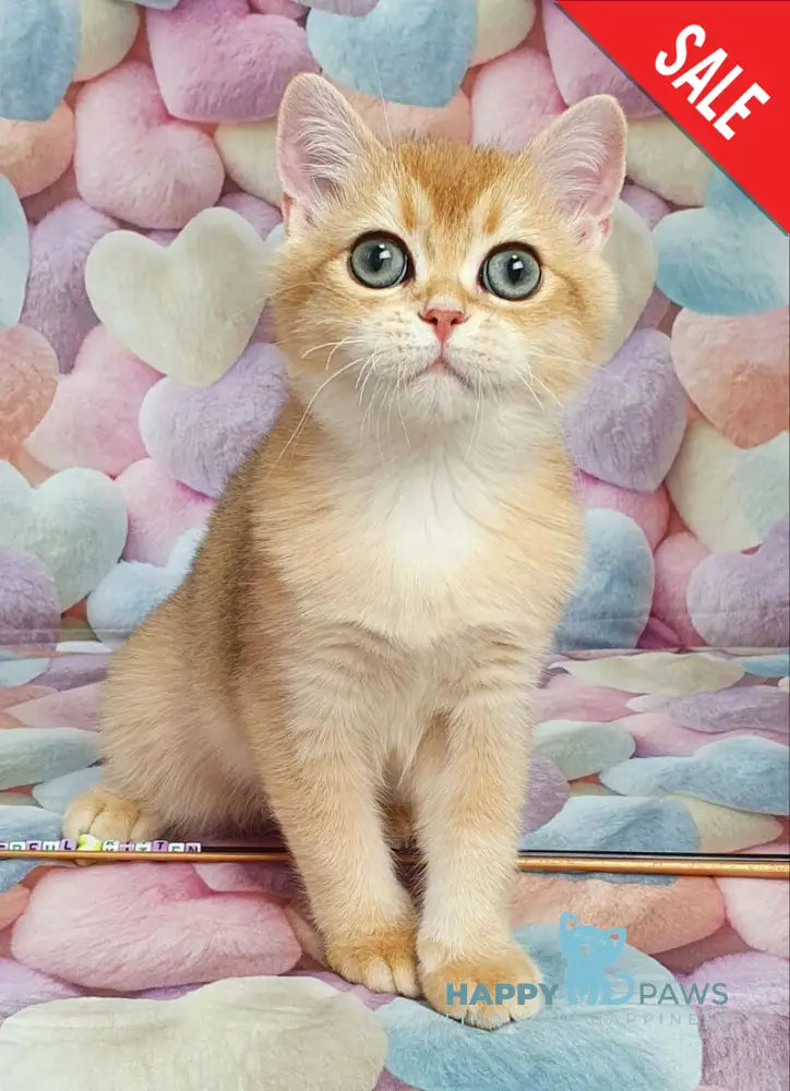 Rоkki British Shorthair male black golden shaded live animals