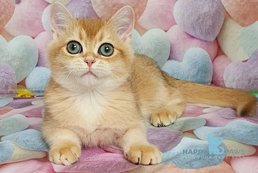 Rоkki British Shorthair male black golden shaded live animals