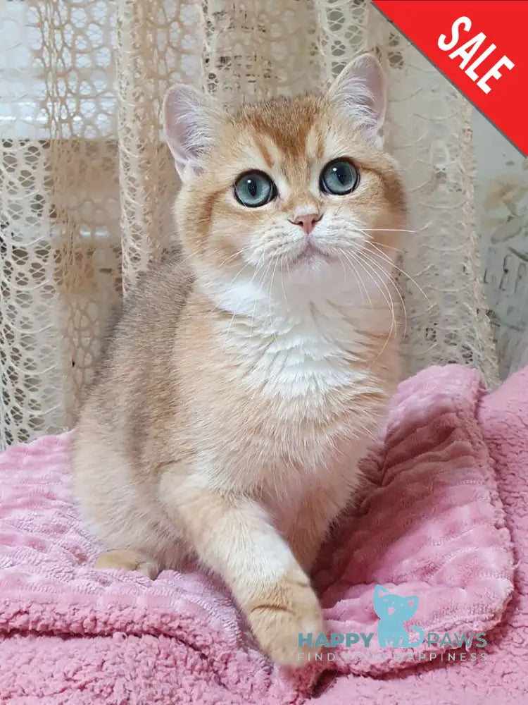 Rokki British Shorthair male black golden shaded live animals