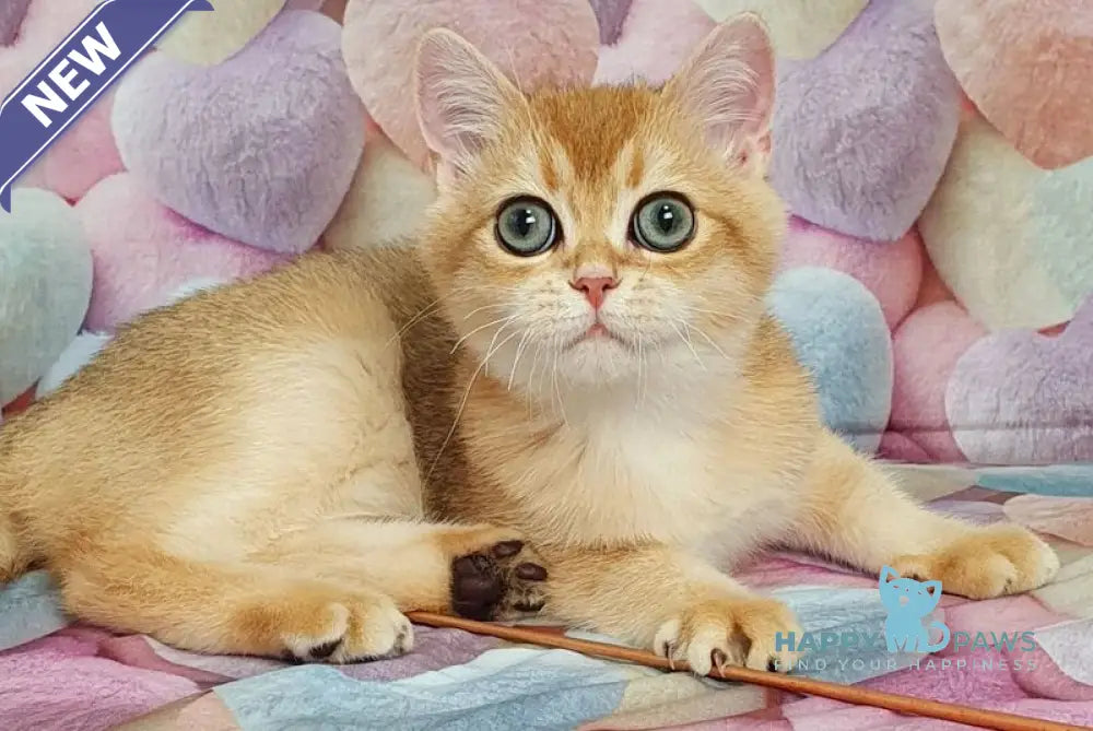 Rоkki British Shorthair male black golden shaded live animals