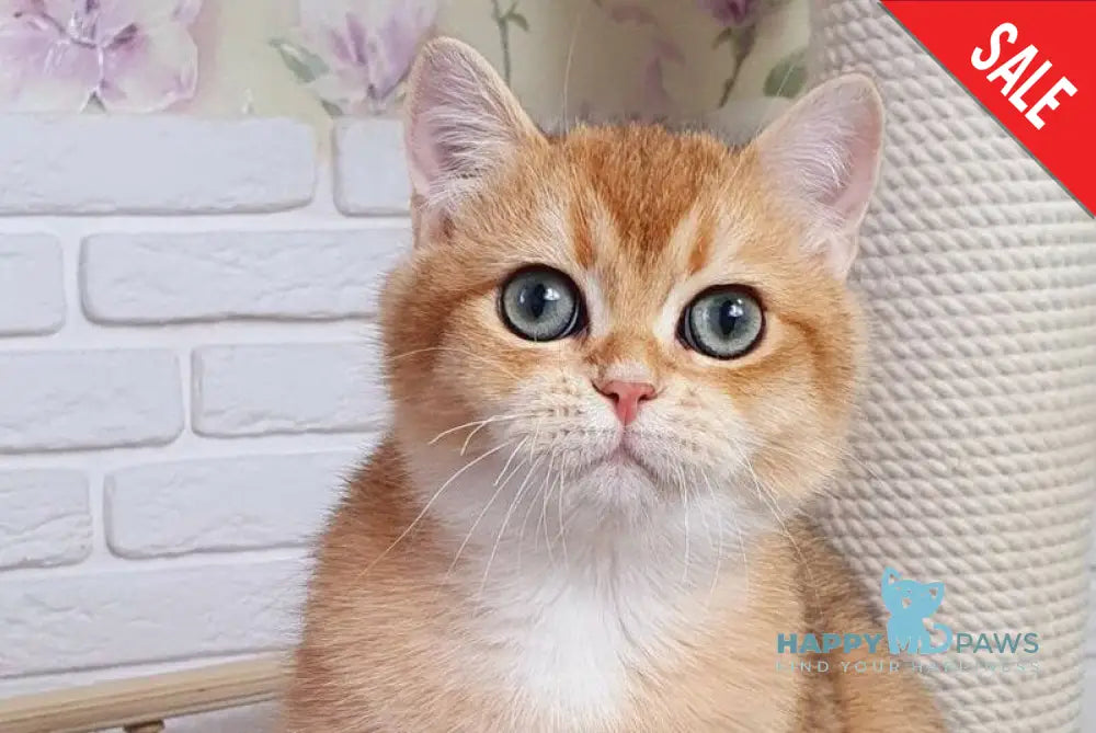 Rokki British Shorthair male black golden shaded live animals