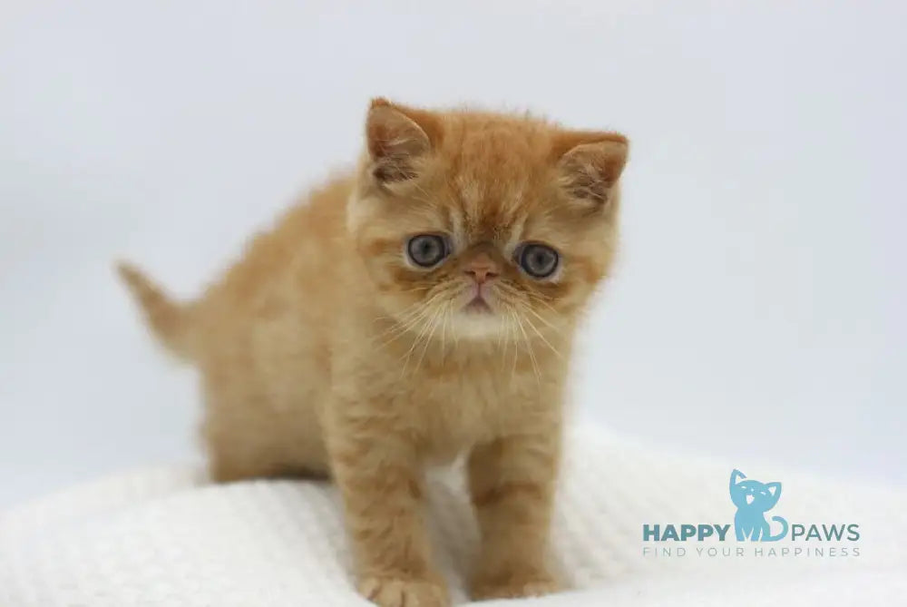 Rokki Exotic male red spotted tabby live animals