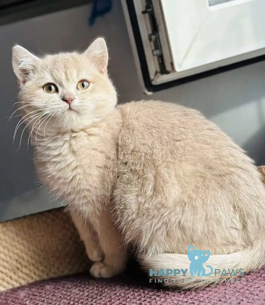 Rokky British Shorthair male lilac golden shaded live animals