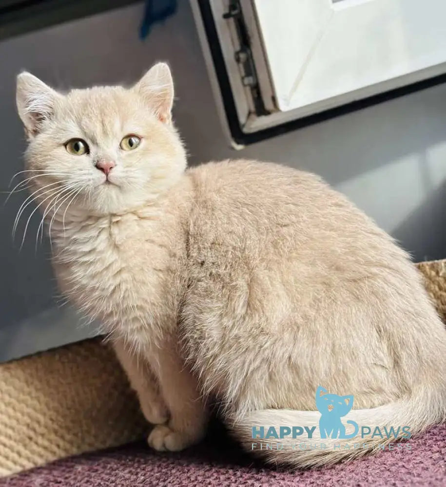 Rokky British Shorthair male lilac golden shaded live animals