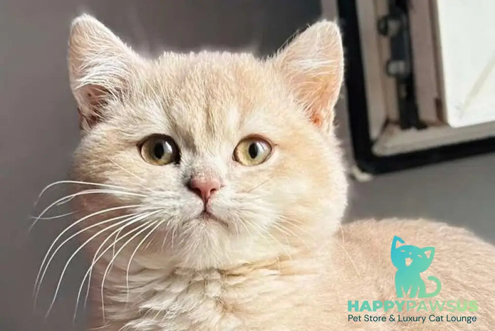 Rokky British Shorthair male lilac golden shaded live animals