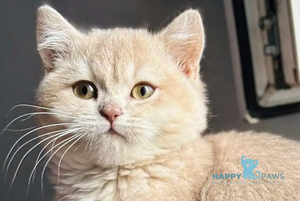 Rokky British Shorthair male lilac golden shaded live animals