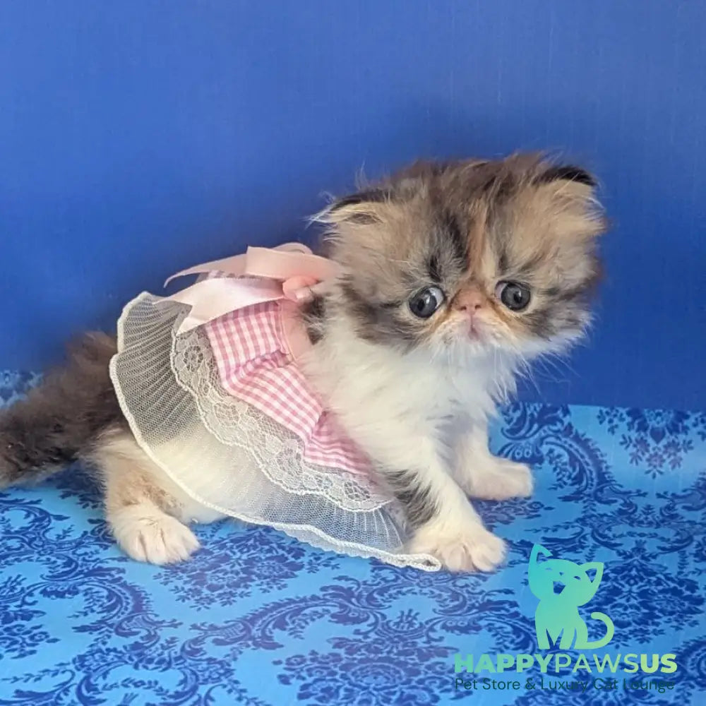 Roksolana Persian female black tortie tabby harlequin - live animals