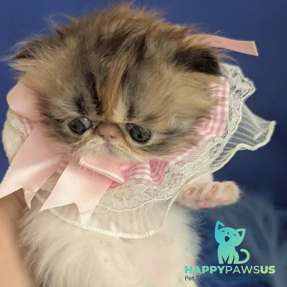Roksolana Persian female black tortie tabby harlequin - live animals