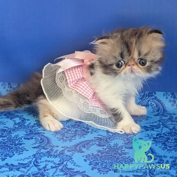 Roksolana Persian female black tortie tabby harlequin - live animals