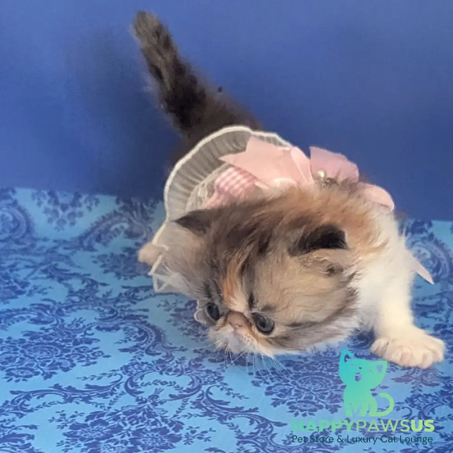 Roksolana Persian female black tortie tabby harlequin - live animals