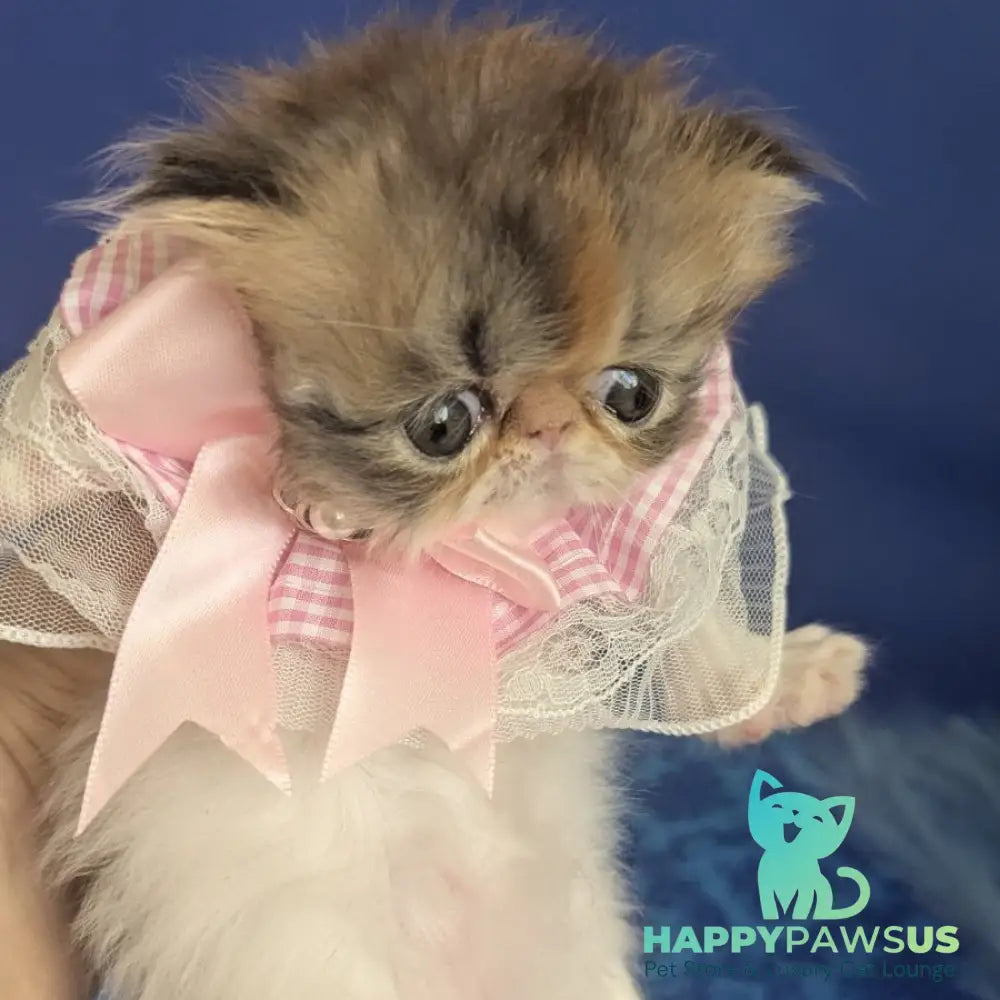 Roksolana Persian female black tortie tabby harlequin - live animals