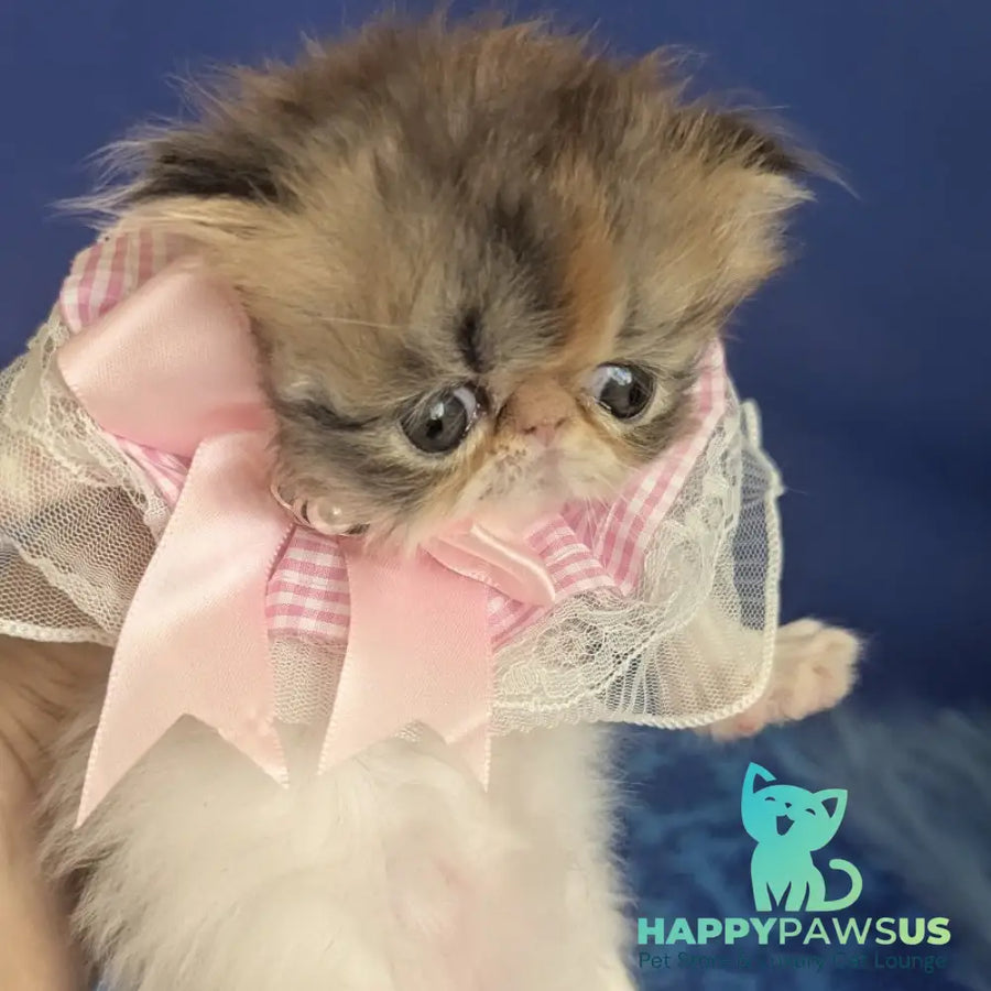 Roksolana Persian female black tortie tabby harlequin - live animals