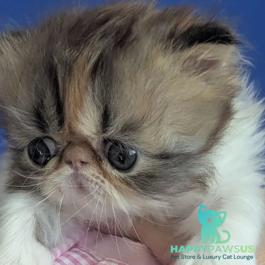 Roksolana Persian female black tortie tabby harlequin - live animals